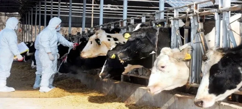 afthodhs_pyretos_large_thumbnail