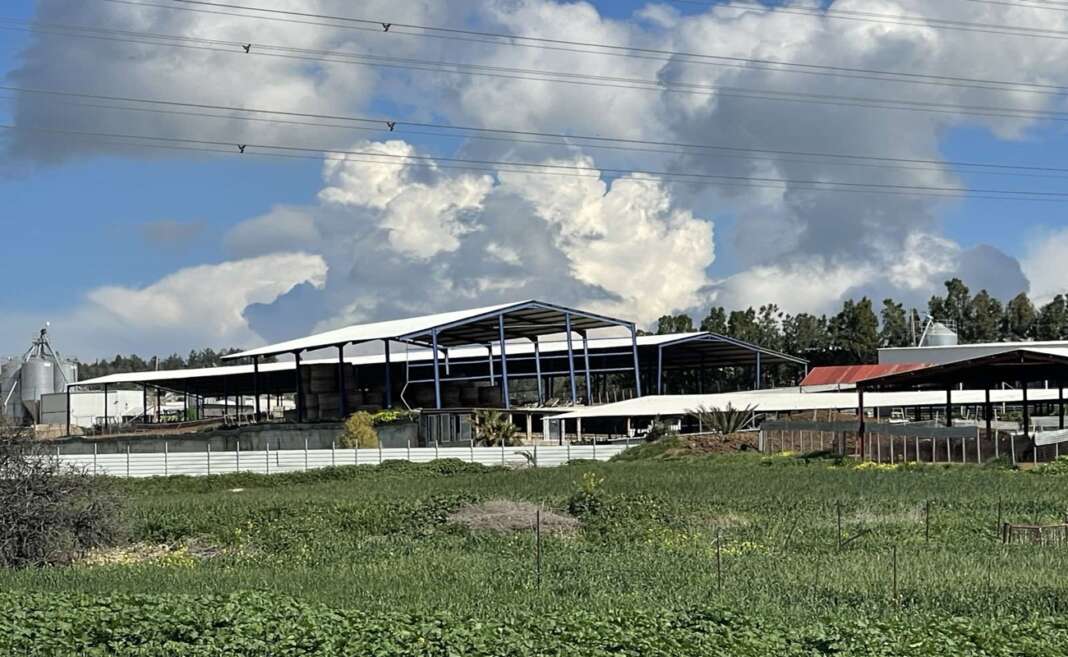 Ένταση σε φάρμα στη Λάρνακα: Κτηνοτρόφοι αρνήθηκαν να θανατωθούν τα ζώα τους