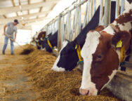 agelades-katexomena-768×431