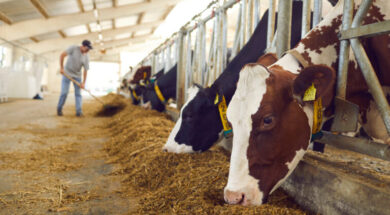 agelades-katexomena-768×431