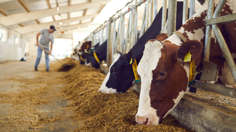 Εντοπίστηκαν παράνομες διακινήσεις ζώων – «Εξαιρούνται από τις αποζημιώσεις»