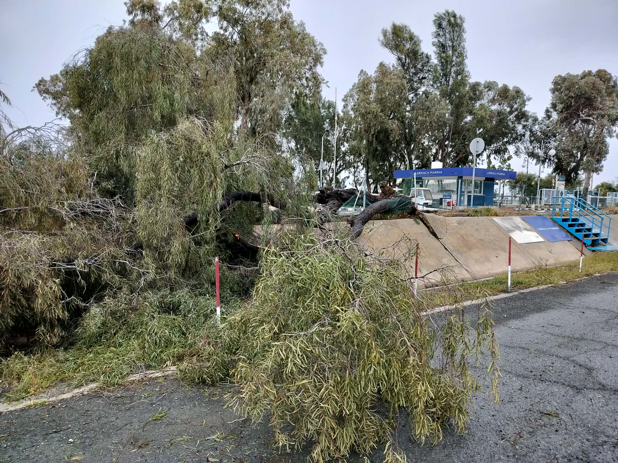 Χαμός στη Μαρίνα Λάρνακας από τους σφοδρούς ανέμους – Δέντρο ξεριζώθηκε και καταπλάκωσε όχημα (βίντεο – φώτο)