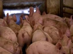 cc7894a6_ap24275402209687-large_thumbnail