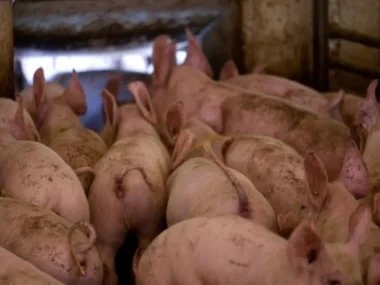 cc7894a6_ap24275402209687-large_thumbnail