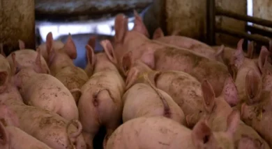 cc7894a6_ap24275402209687-large_thumbnail