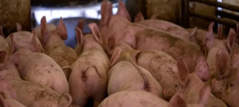 cc7894a6_ap24275402209687-large_thumbnail