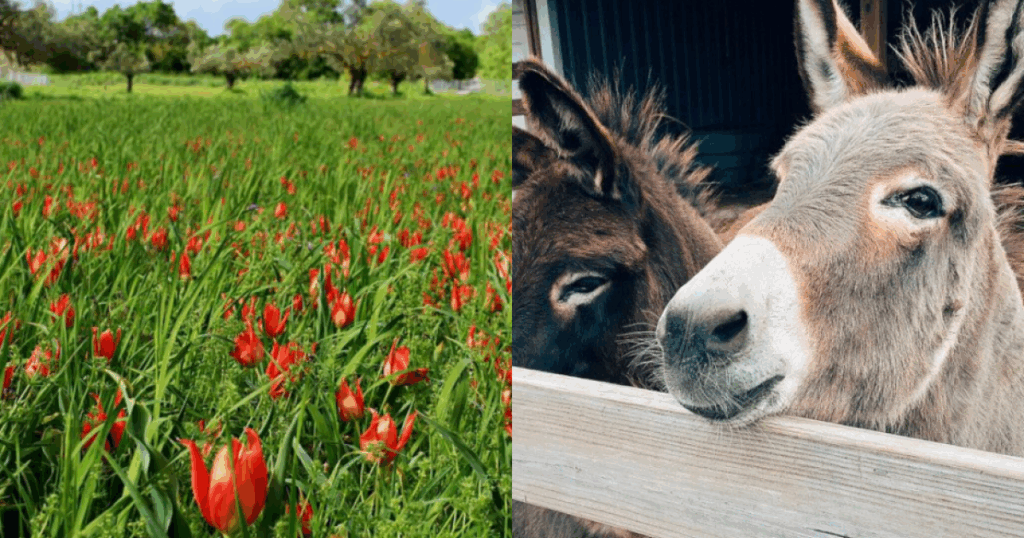 Τα 13 παραδοσιακά φεστιβάλ της άνοιξης στην Κύπρο που γεμίζουν τα χωριά ζωή