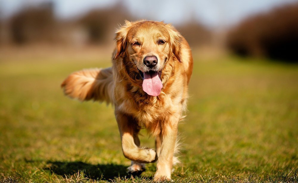 Αυστηρότεροι κανόνες για κατοχή σκύλων – Τι αλλάζει με τον νέο νόμο