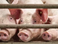 e22616f0694dd136c76dd4789a882526-gourounia_stavlos