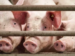 e22616f0694dd136c76dd4789a882526-gourounia_stavlos