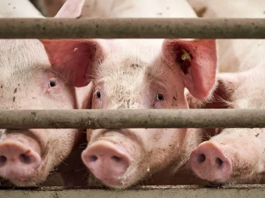 e22616f0694dd136c76dd4789a882526-gourounia_stavlos