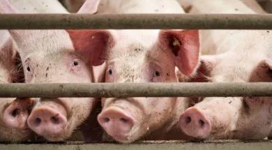 e22616f0694dd136c76dd4789a882526-gourounia_stavlos