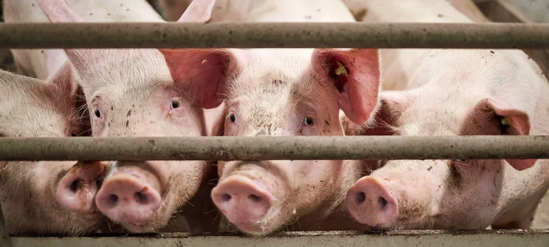 e22616f0694dd136c76dd4789a882526-gourounia_stavlos