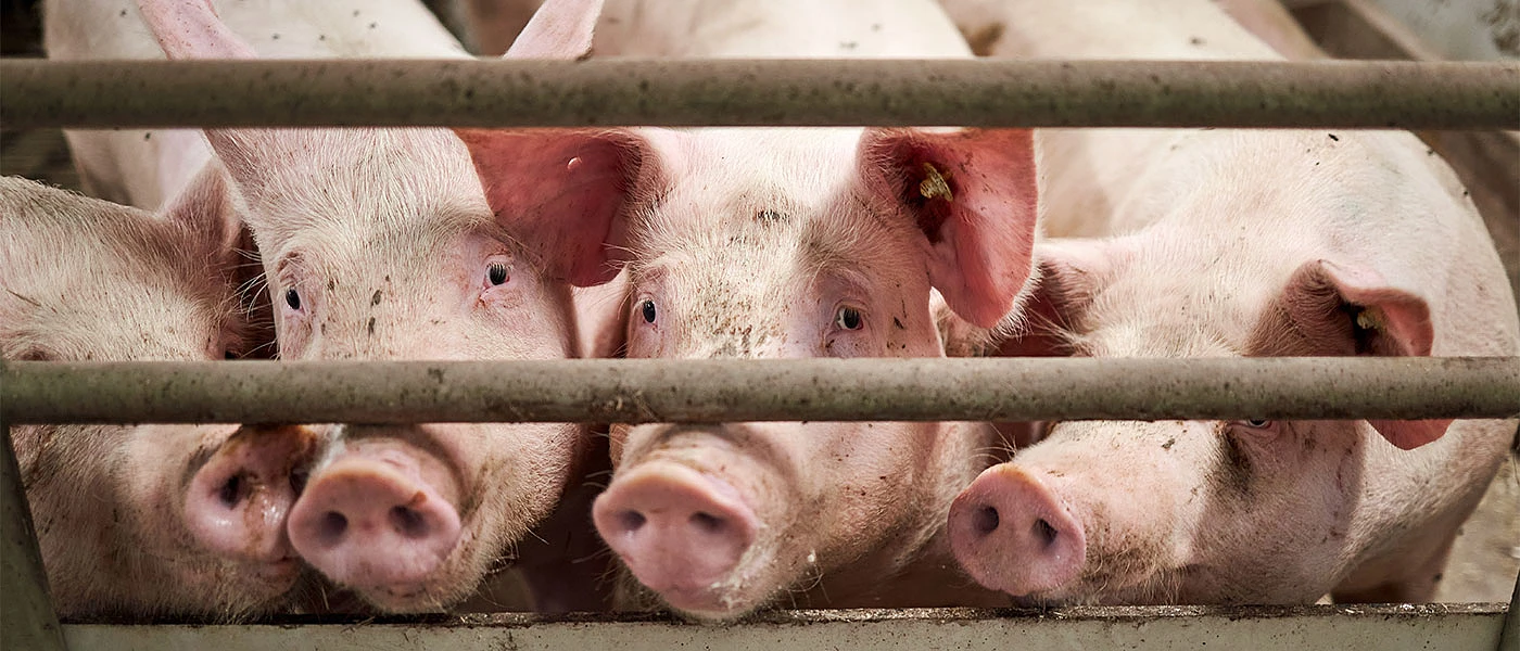 Ικανοποίηση Συνδέσμου Χοιροτρόφων για κυβερνητικά μέτρα στήριξης κτηνοτροφίας