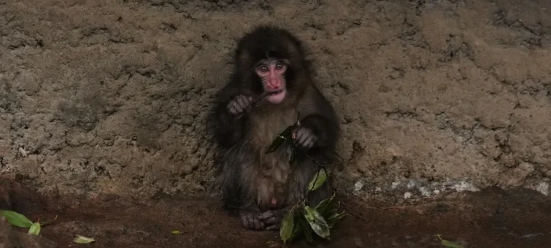 e2e50b08-ap26062458491370