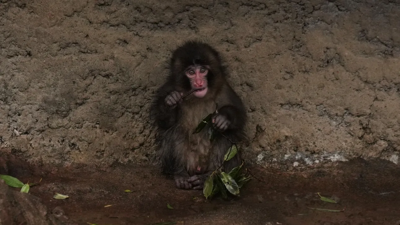 Το φαινόμενο Punch: Γιατί όλοι μιλούν για τον πιο γλυκό μακάκο του διαδικτύου;