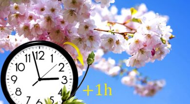 Sakura branch against the blue sky.