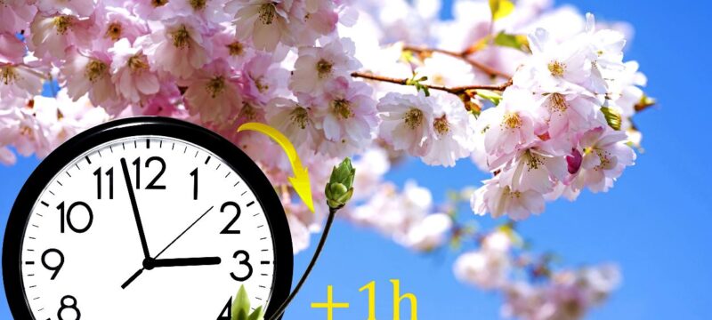 Sakura branch against the blue sky.