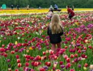 flower-parade-tulip-8