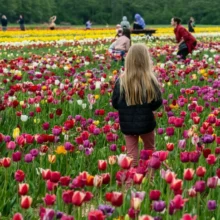 flower-parade-tulip-8