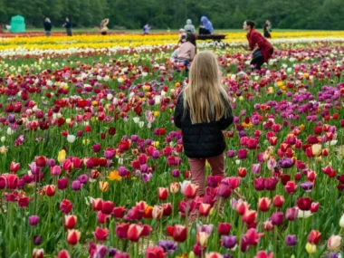 flower-parade-tulip-8