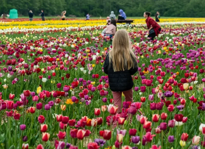 flower-parade-tulip-8