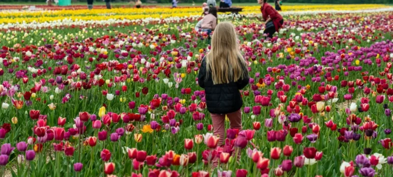 flower-parade-tulip-8