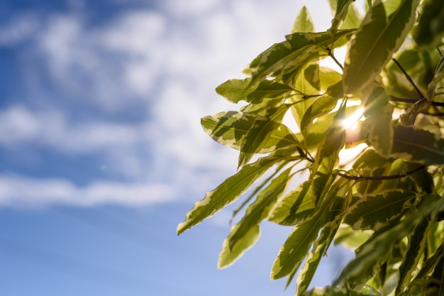 Αίθριος σήμερα ο καιρός με ενδεχόμενο βροχών μετά το μεσημέρι