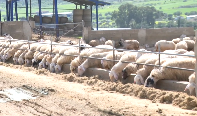 Εμμένει στη μη εφαρμογή του πρωτοκόλλου για τον αφθώδη πυρετό το ψευδοκράτος!