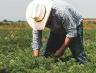 myagrotes-neoi-agrotes-1