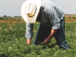 myagrotes-neoi-agrotes-1