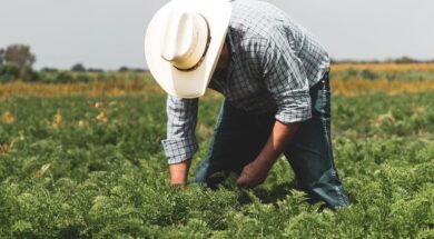 myagrotes-neoi-agrotes-1