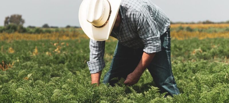 myagrotes-neoi-agrotes-1