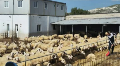 oroklini_afthodis_1068x601-large_thumbnail