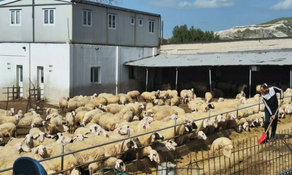 Αφθώδης πυρετός: Διάβημα στον Πρόεδρο για τις θανατώσεις – Δεν έχουν πειστεί οι αγρότες