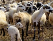 panoli-aigoprovaton-873×432