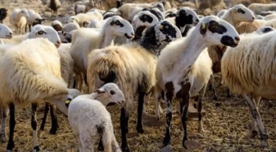 panoli-aigoprovaton-873×432