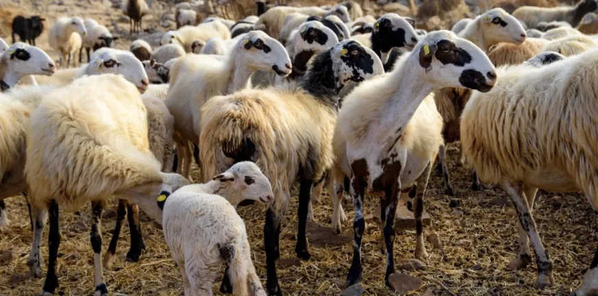 Εφιαλτικές προβλέψεις: Μπορεί να χρειαστούν δύο χρόνια για να ανακάμψουν οι κτηνοτρόφοι από τον αφθώδη πυρετό