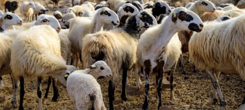 panoli-aigoprovaton-873×432