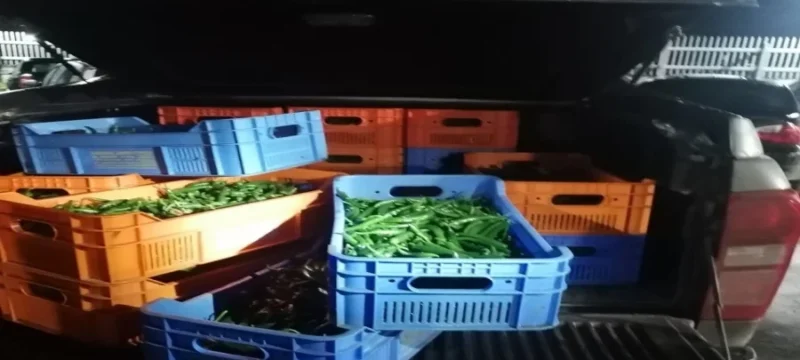 peppers_occupied_areas