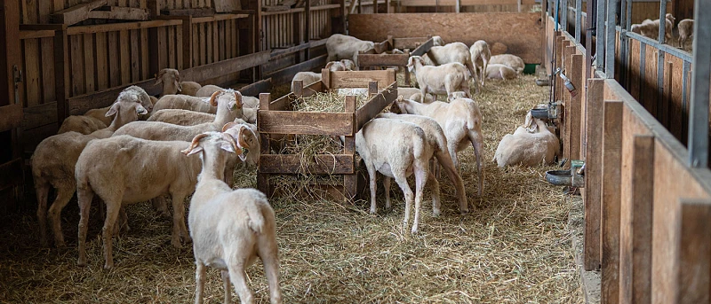 Συναγερμός στη Λέσβο: Πρώτο κρούσμα αφθώδους πυρετού, ξύπνησε ο «εφιάλτης» του 1994