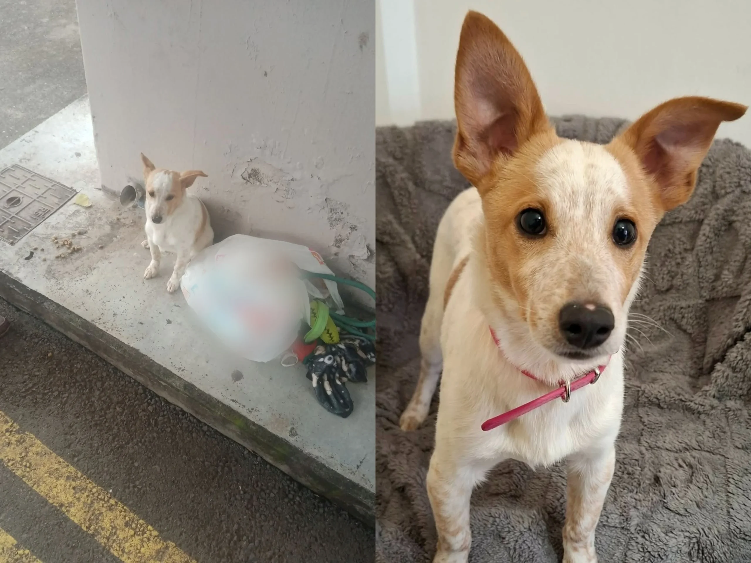 Άσπλαχνοι πολίτες παράτησαν σκυλάκι σε στάση λεωφορείου στη Λεμεσό (ΦΩΤΟ)