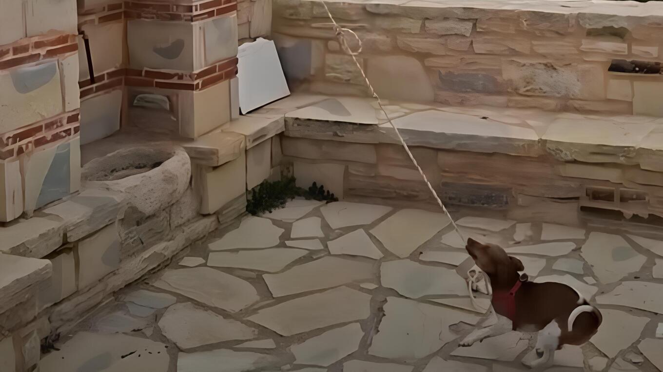 Σκυλάκι χτυπά την καμπάνα σε εκκλησία και γίνεται viral