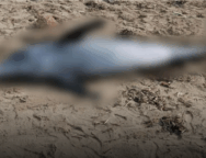 ΔΕΛΦΙΝΙ ΠΕΡΒΟΛΙΑ