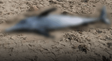 ΔΕΛΦΙΝΙ ΠΕΡΒΟΛΙΑ