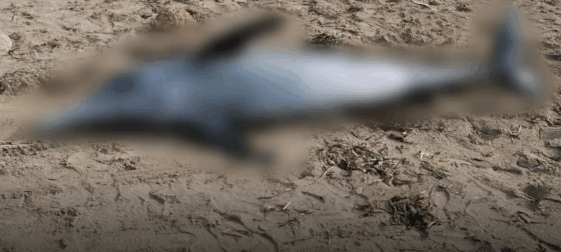 ΔΕΛΦΙΝΙ ΠΕΡΒΟΛΙΑ