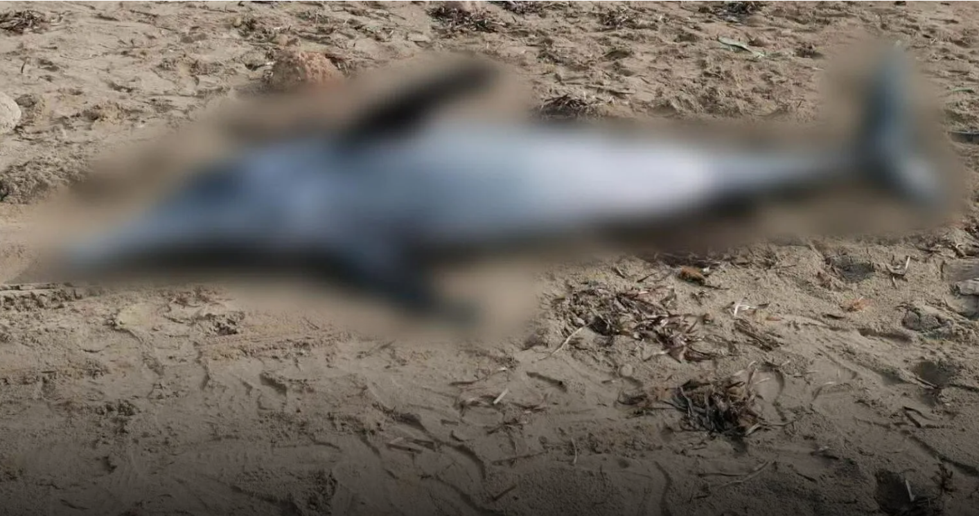 Αναστάτωση στην παραλία του Φάρου πολίτες εντόπισαν νεκρό δελφίνι  (φώτο)