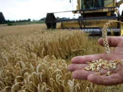 Σιτοπαραγωγοί-thumb