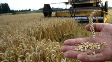 Σιτοπαραγωγοί-thumb