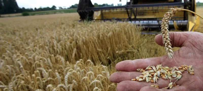 Σιτοπαραγωγοί-thumb